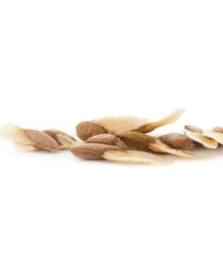 Khat seeds Catha edulis 10 seeds